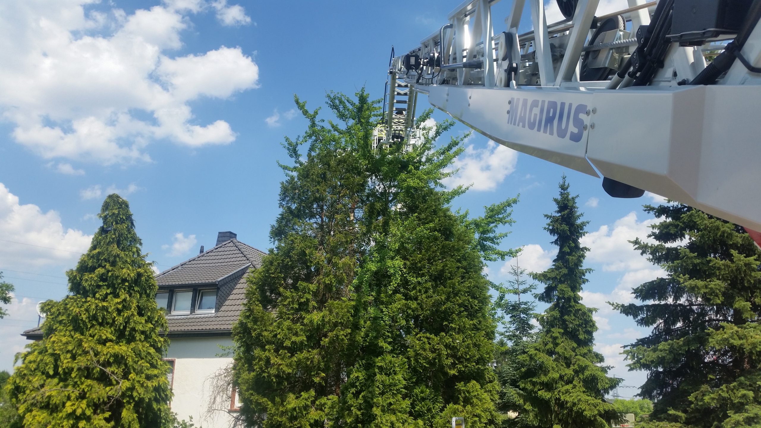 085 – 20.06.2017 – Katze auf Baum – Ramstein