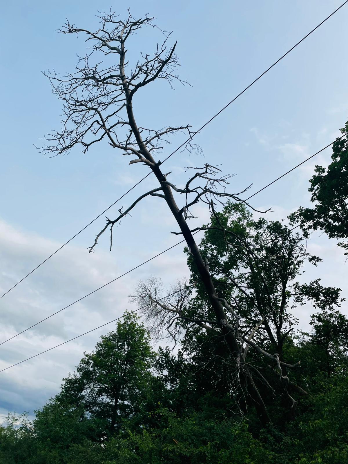 118 – 07.06.2025 – Baum in Stromleitung – Reuschbach